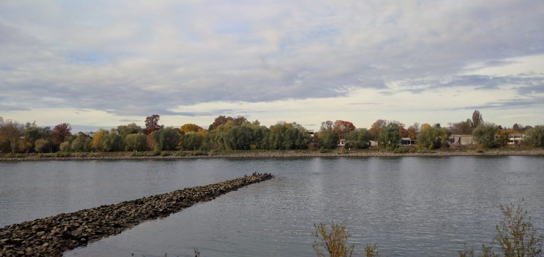 Rhein bei Rheinsheim